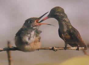 Colibrí